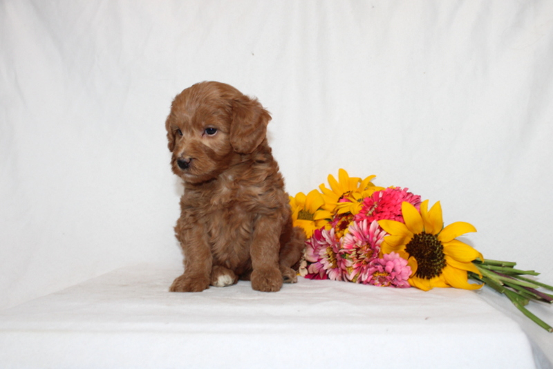 puppy, for, sale, Mini Goldendoodle F1B, Matthew B. Stoltzfus, dog, breeder, Gap, PA, dog-breeder, puppy-for-sale, forsale, nearby, find, puppyfind, locator, puppylocator, aca